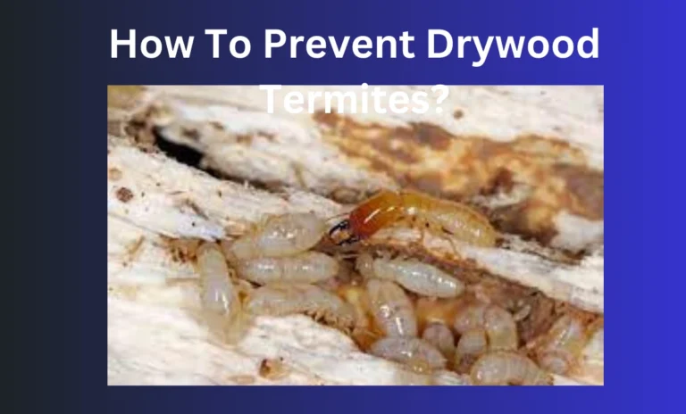 How To Prevent Drywood Termites?