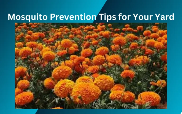 Mosquito Prevention Tips for Your Yard
