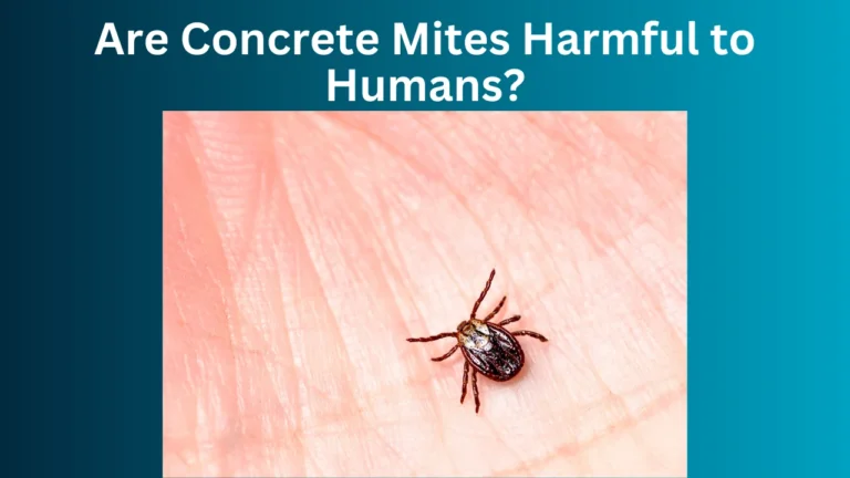 Are Concrete Mites Harmful to Humans?