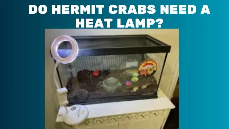 Do Hermit Crabs Need a Heat Lamp?