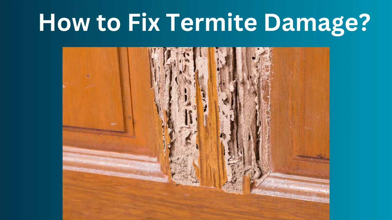 How to Fix Termite Damage?