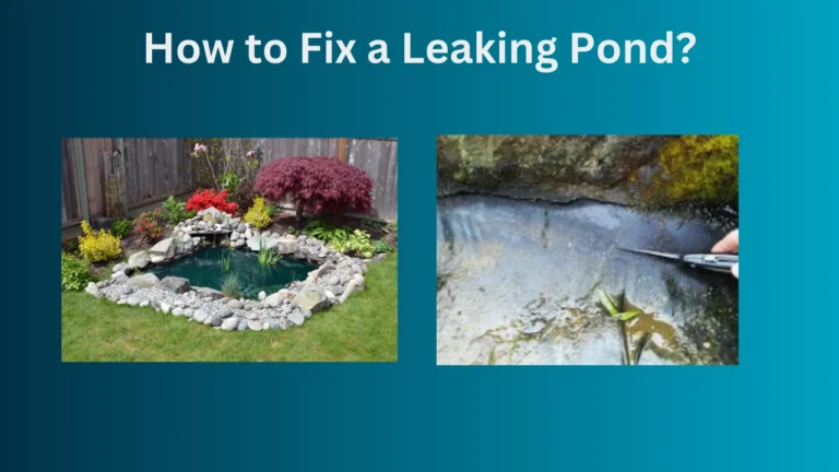 How to Fix a Leaking Pond?