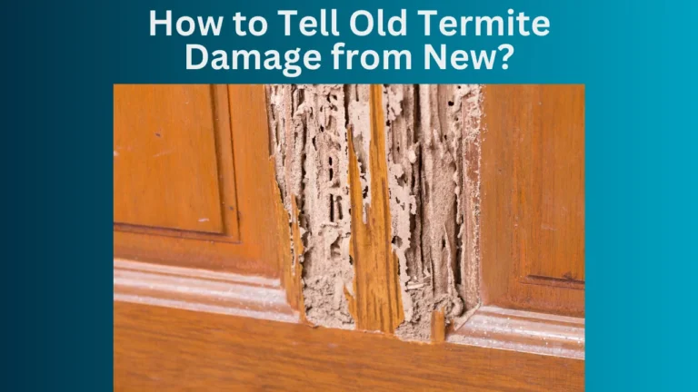 How to Tell Old Termite Damage from New?