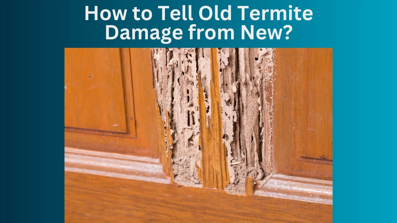 How to Tell Old Termite Damage from New?