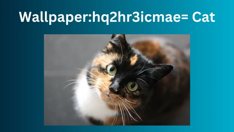 Wallpaperhq2hr3icmae= Cat