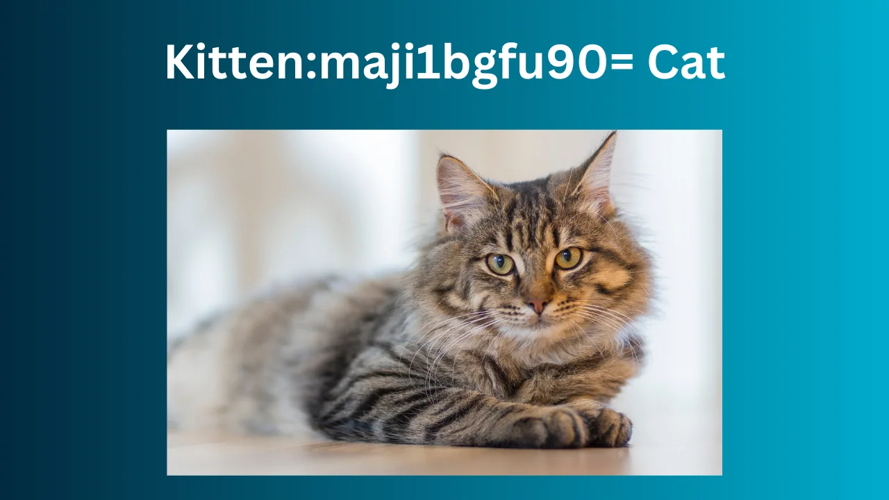 Kittenmaji1bgfu90= Cat
