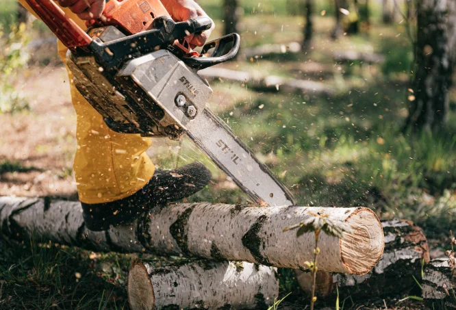 The Importance of Professional Tree Removal Services for Property Safety