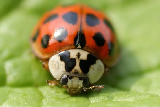 pests